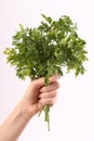 Bunch of parsley in hand Royalty Free Stock Photo