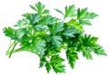 Bunch of parsley herb isolated on white background. Royalty Free Stock Photo