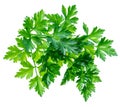 Bunch of parsley herb isolated on white background Royalty Free Stock Photo