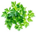 Bunch of parsley herb isolated on white background Royalty Free Stock Photo