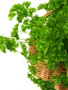 Bunch of parsley, isolated, close-up