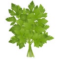 Bunch of parsley