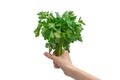 A bunch of parsley in woman hand isolated on white background Royalty Free Stock Photo