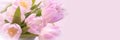 Bunch of pastel pink tulips close up panoramic web banner with copy space Royalty Free Stock Photo