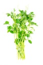 Bunch of pea microgreens, fresh and raw shoots on white background Royalty Free Stock Photo