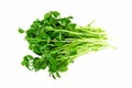 Bunch of pea shoots over a white background Royalty Free Stock Photo