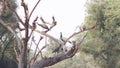 A bunch of peacocks playing on the tree