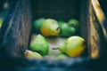 A bunch of pears in the fruit grinder machine, fruits in wooden fruit mill in garden, preparation for home making alcohol