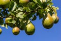 A bunch of pears in the tree. Benefits of pears. Blue sky Background Royalty Free Stock Photo