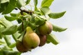 A bunch of pears in the tree. Benefits of pears. Blue sky Background Royalty Free Stock Photo
