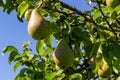 A bunch of pears in the tree. Benefits of pears. Blue sky Background Royalty Free Stock Photo