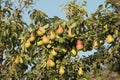 A bunch of pears in the tree. Benefits of pears. Blue sky Background Royalty Free Stock Photo