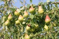 A bunch of pears in the tree. Benefits of pears. Blue sky Background Royalty Free Stock Photo