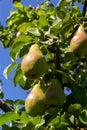 A bunch of pears in the tree. Benefits of pears. Blue sky Background Royalty Free Stock Photo