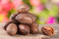 A bunch of pecan nuts on a wooden background with burlap and blurred garden background Royalty Free Stock Photo