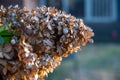 Bunch of PeeGee hydrangea flowers blooming in a garden Royalty Free Stock Photo