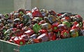 Bunch of Peppers over the truck ready to be sold by greengrocers