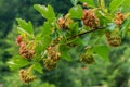 The bunch of perchery hawthorn stuffed with its weight bush branches