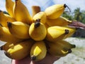 a bunch of perfect yellow bananas above someone\'s hand