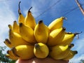 a bunch of perfect yellow bananas