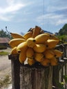 a bunch of perfect yellow bananas on the fence