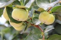 Bunch of persimmons on a tree