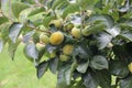 Bunch of persimmons on a tree