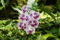 Phalaenopsis moth shaped orchids. White and purple petals; ferns and green leaves in background. Hilo, Hawaii. Royalty Free Stock Photo