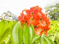 phanera kockiana flowers