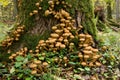 Bunch of pholiota fungi Royalty Free Stock Photo