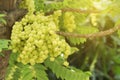 Bunch of Phyllanthus acidus, Star Gooseberry Fruits on Its Tree