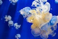 A bunch of Phyllorhiza punctata jellyfishes floating bell, Australian spotted jellyfish, brown jellyfish or the white-spotted jel
