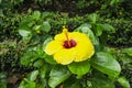 Bunch of pig petals of Hawaiian hibiscus cover around long stamen and pistil, known in other name are Shoe flower, Chinese rose