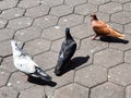 Bunch of Pigeons on the floor near Batu Caves Temple in Malaysia, Pigeons searching for food