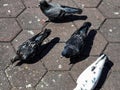 Bunch of Pigeons on the floor near Batu Caves Temple in Malaysia, Pigeons searching for food