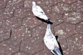 Bunch of Pigeons on the floor near Batu Caves Temple in Malaysia, Pigeons searching for food