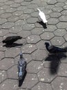 Bunch of Pigeons on the floor near Batu Caves Temple in Malaysia, Pigeons searching for food