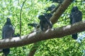 Bunch of Pigeons on the tree branches near Batu Caves Temple in Malaysia, Pigeons searching for food