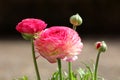 Bunch of Pink Buttercup or Ranunculus Pink flowering ornamental plants with brightly coloured layered pink flowers and rounded
