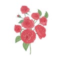 Bunch of pink Cabbage or Austin Rose flowers isolated on white background. Botanical drawing of cultivated garden
