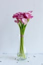 Bunch of pink callas in the vase