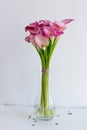 Bunch of pink callas in the vase Royalty Free Stock Photo