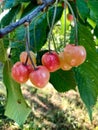 Bunch of pink cherries before ripening