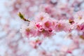 Bunch of pink cherry blossom in spring suspended against soft background Royalty Free Stock Photo