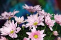 A bunch of Pink Chrysanthemum flowers