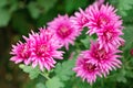 Bunch of pink chrysanthemum flowers and white tips on their petals. Chrysanthemum pattern in flowers park. Cluster of pink purple Royalty Free Stock Photo
