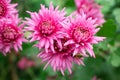 Bunch of pink chrysanthemum flowers and white tips on their petals. Chrysanthemum pattern in flowers park. Cluster of pink purple Royalty Free Stock Photo
