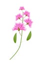 Bunch of Pink Crape Myrtle Flowers on White Background