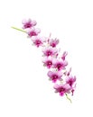 Bunch of pink dendrobium orchids isolated on white background  with clipping path , fresh sweet petal flower blooming in nature Royalty Free Stock Photo
