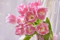 Bunch of pink fancy frills tulips Royalty Free Stock Photo